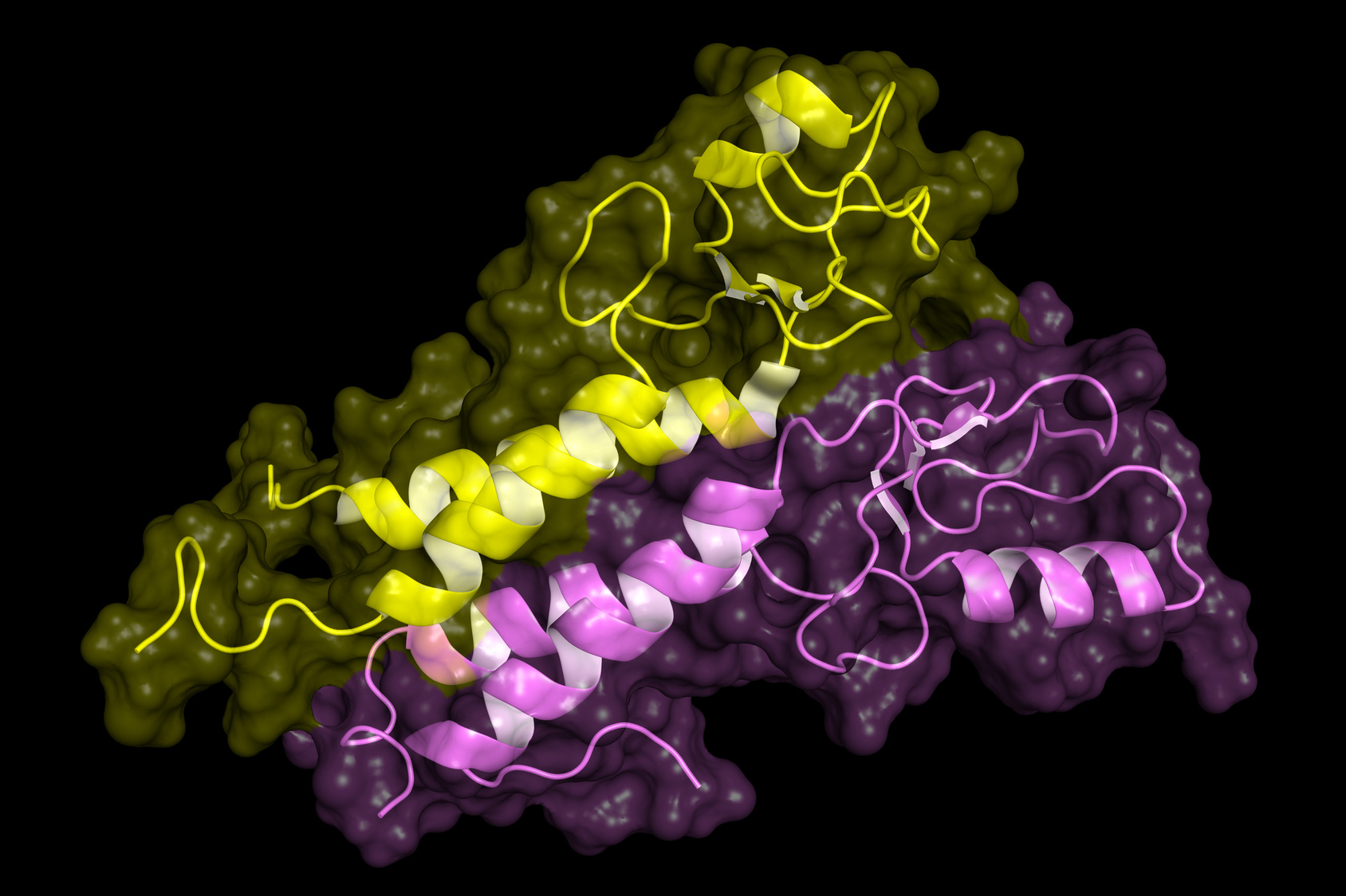 BRCA1 tumor supressor protein RING domain, in complex with BARD1 protein. BRCA1 mutations are implicated in hereditary breast, ovarian and prostate cancer.
